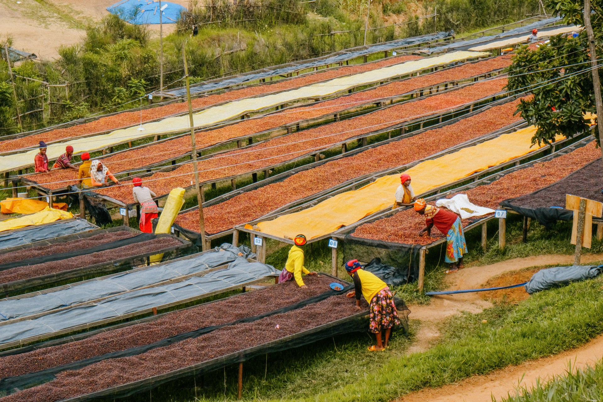 All Fringe, No Frill